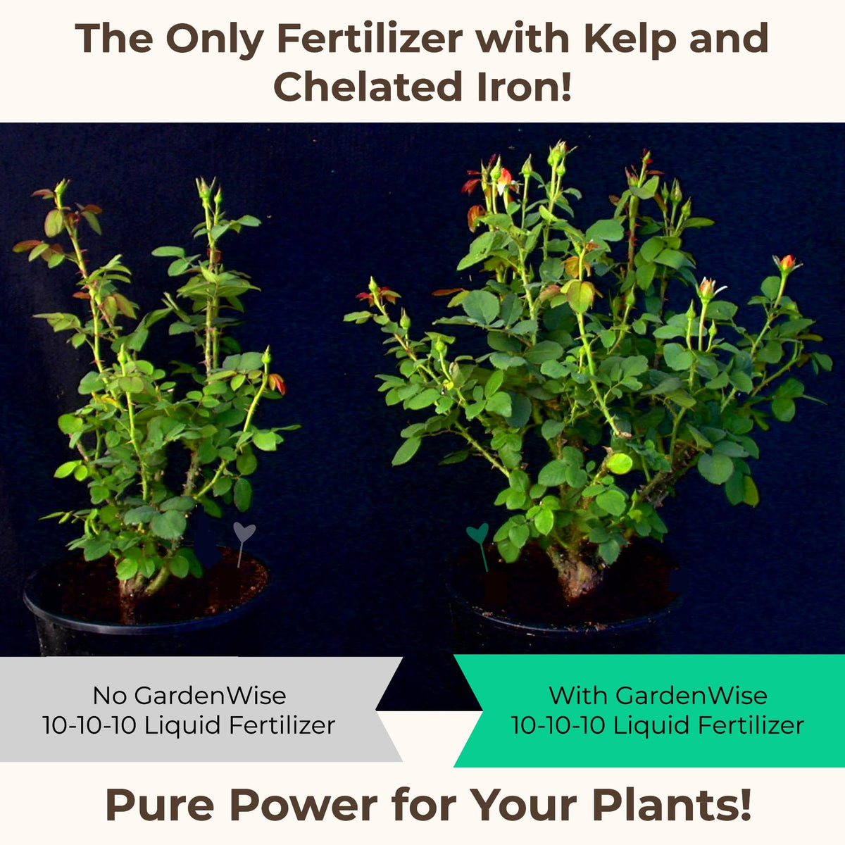 10-10-10 All Purpose Liquid Fertilizer with Seaweed Kelp & Iron 16 oz G671022